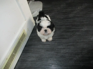 Aus Pforzheim lustiges und liebes Shi Tzu Welpe zu verkaufen