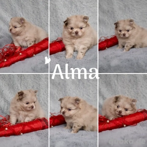 Wunderschöne Pomchi (PomeranianxChihuaua) Welpe in begehrter und seltener Farbe 