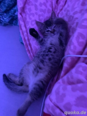 Babykatze mit Zubehör Bild 5