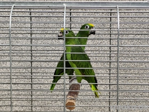 Gelbscheitelamazone, Amazone 