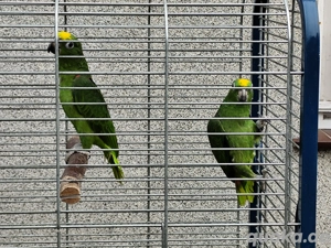 Gelbscheitelamazone, Gelbstirnamazone, Amazone, Blaustirnamazone  Bild 2