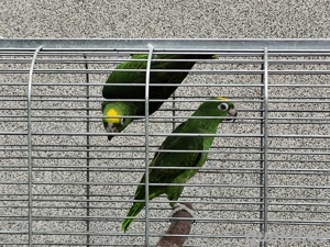 Gelbscheitelamazone, Gelbstirnamazone, Amazone, Blaustirnamazone  Bild 3