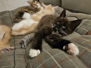 Reinrassige Maine Coon Kitten (ein Kater noch frei)