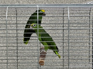 Gelbscheitelamazone, Gelbstirnamazone, Amazone, Blaustirnamazone  Bild 4