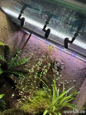 Traumhaftes Regenwaldterrarium   Komplett eingerichtet & einsatzbereit für Dendrobaten Bild 2
