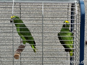 Gelbscheitelamazone, Gelbstirnamazone, Amazone, Blaustirnamazone  Bild 5