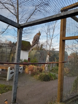 2 männl. Nymphensittiche (zimtfarben) abzugeben
