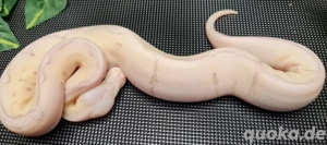 0.1super fly Spider Clown pos Yellowbelly Red Stripe 