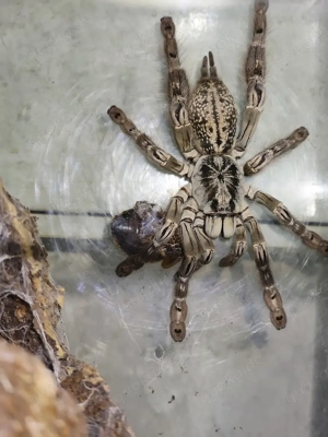 TOP Vogelspinnen Raritäten zu verkaufen, Theraphosa, Xenesthis, Megaphobena, Davus, Heteroscodra