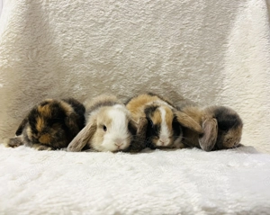Zwergkaninchen Babys Miniloop Farbenzwerg