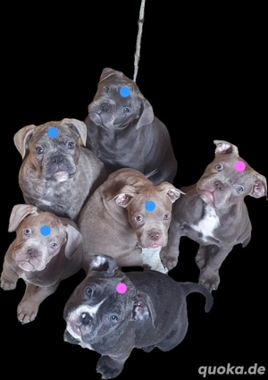 Old Englisch Bulldogg Welpen