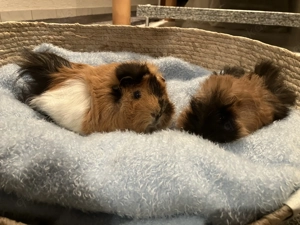 Meerschweinchen " Milo" und "Mika" süße Meerschweinchen in liebe Hände abzugeben