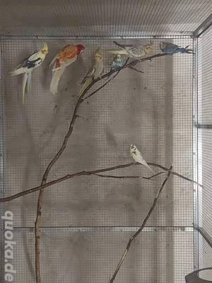 Prachtrosella Nymphensittich