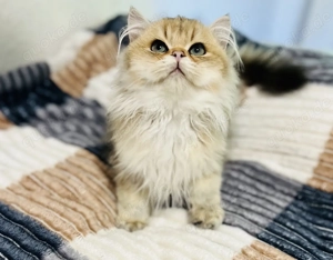 Britisch-Langhaar Chinchilla Golden (N 12)