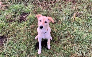 Nicki-neugierig, verspielt und zuckersüß