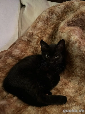 Katzenbaby sucht liebevolles Zuhause