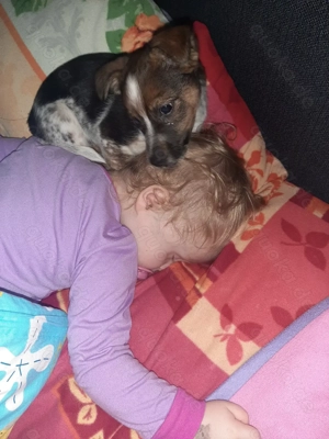 Hund Jack Russel Terrier