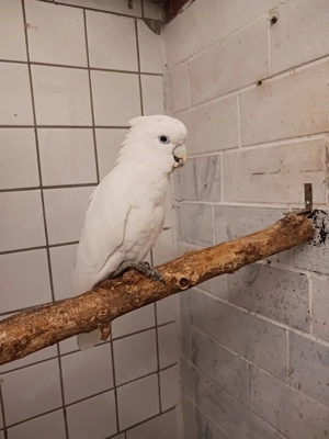 Zahmer Salomonkakadu sucht Partnerin 