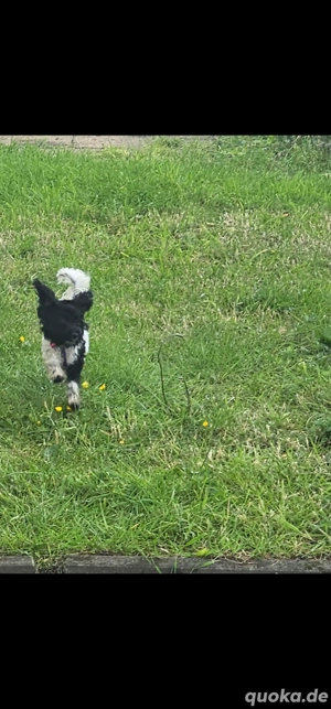 Maltipoo Hündin abzugeben 