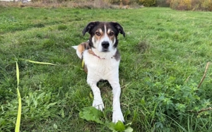 Hazel sucht eine neue Familie