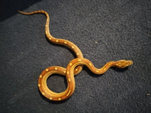 Verkaufe Kornnatter Jungtiere von 25