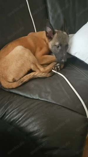 Malinoise welpe sucht für immer zuhause <3 