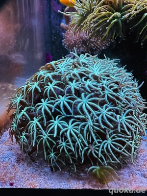 korallen ableger  Bild 5