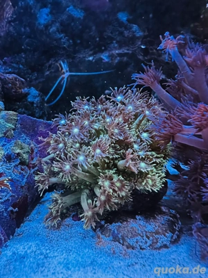 korallen ableger  Bild 3