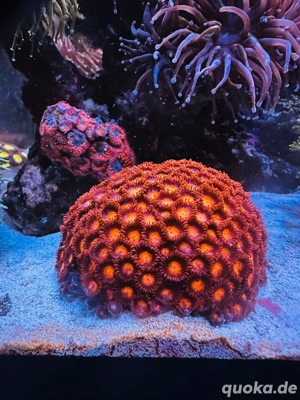 korallen ableger  Bild 2