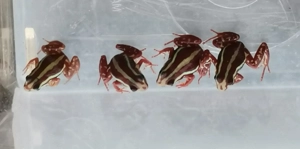 Epipedobates anthonyi Männchen zu verkaufen 