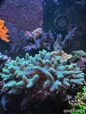 korallen ableger  Bild 4