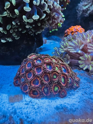 korallen ableger  Bild 5