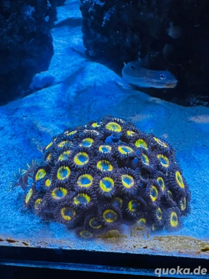 korallen ableger  Bild 2