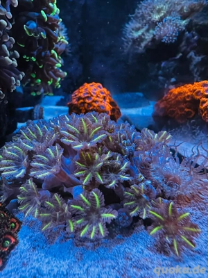 korallen ableger  Bild 3