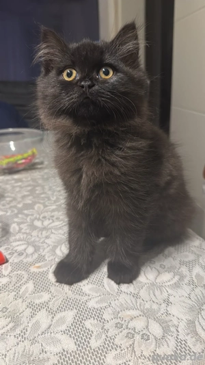 Kitten Britischlangharr BLH. BKH. 
