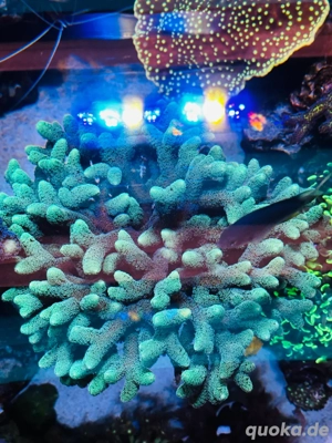 korallen ableger  Bild 4