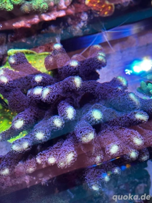 korallen ableger  Bild 3