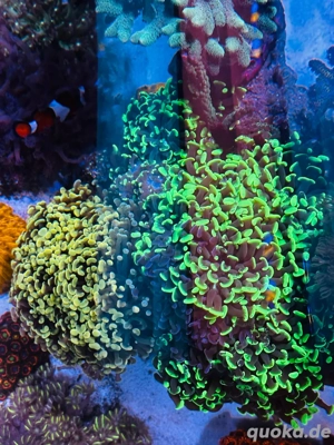 korallen ableger  Bild 5
