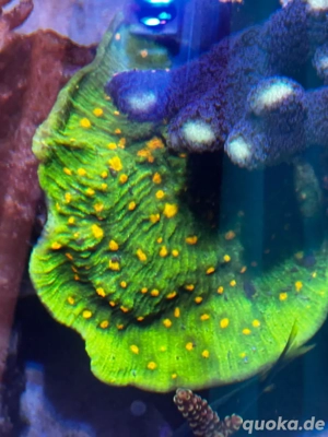 korallen ableger  Bild 2