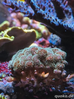 korallen ableger  Bild 2