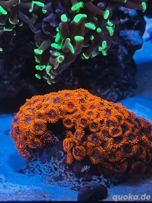 korallen ableger  Bild 5