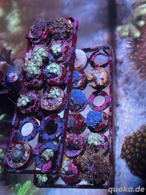 korallen ableger  Bild 3