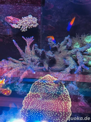 korallen ableger  Bild 4