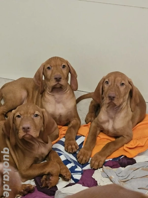 Reinrassige Magyar Vizsla Welpen