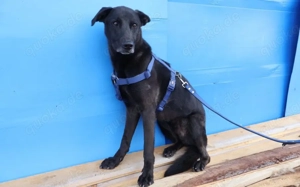 Lasse - black and beauty