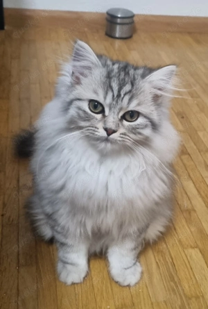 Britisch Langhaar Kitten suchen liebevolles Zuhause 