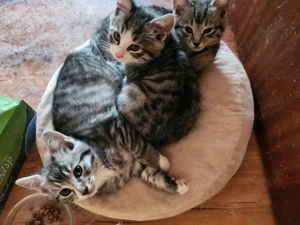 noch 2 Maine Coon Mix Kitten suchen ein Zuhause