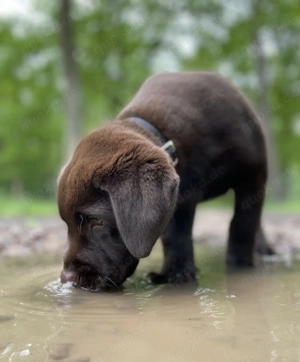Darling Liebevolle Labrador Retriever Welpen mit Stammbaum