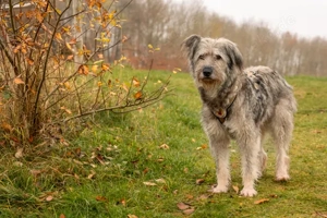 Wuschelhündin Marianne