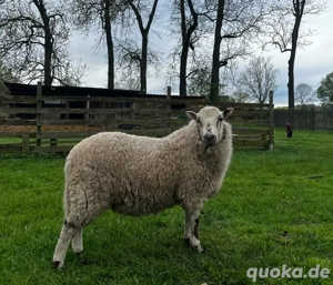 Kerry Hill Mix Schafe 